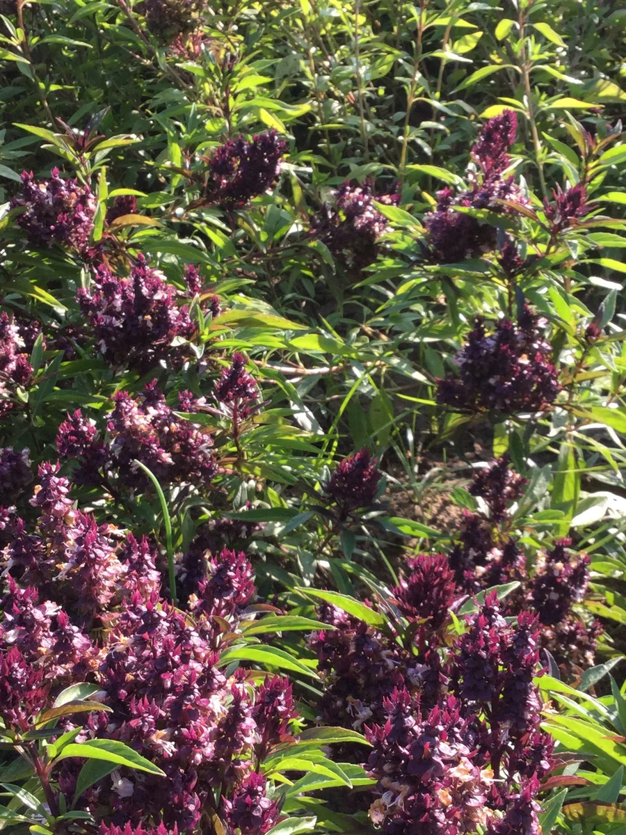 the beautiful ornamental and tasty flowers of Thai basil 1200